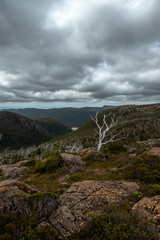 Fototapeta na wymiar Tarn Shelf Track. Mt Field. Tasmania