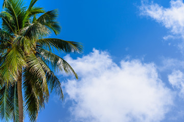 Fototapeta premium Coconut Palm tree with blue sky and cloud.Beautiful tropical background.