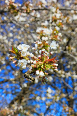 Flowering  cherry tree