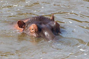 Fototapeta premium Only the head is visible on a Hippo in a river