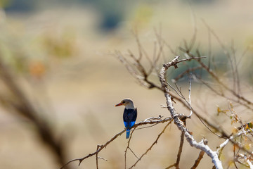 African Grey-headed kingfisher on a tree branch