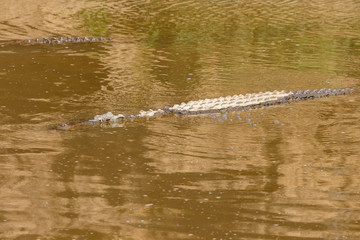 African crocodiles swimming in the river