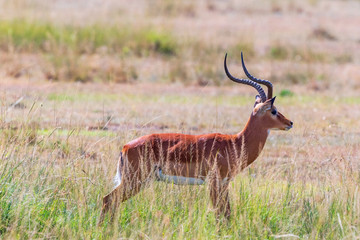 Naklejka na ściany i meble Impala male on the savannah in Africa