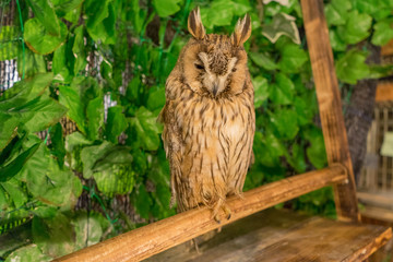 フクロウカフェ 梟 猛禽類