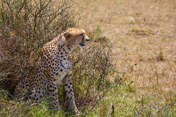 Cheetah sitting at a bush and resting on the savannah in Africa