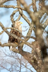 White-tailed eagle, Haliaeetus albicilla, sitting on tree in Hokkaido, Japan, during winter time, raptor perching on branch, isolated bird of prey, beautiful animal, exotic birding in Asia, adventure