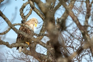 White-tailed eagle, Haliaeetus albicilla, sitting on tree in Hokkaido, Japan, during winter time, raptor perching on branch, isolated bird of prey, beautiful animal, exotic birding in Asia, adventure
