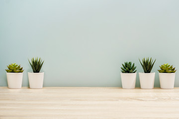 Fototapeta Collection of various cactus and succulent plants in different pots. Potted cactus house plants on white shelf against white wall. obraz