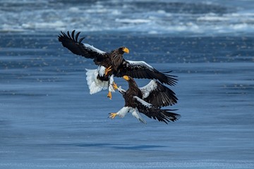 Two Steller's sea eagles fighting over fish, Hokkaido, Japan, majestic sea raptors with big claws and beaks, wildlife scene from nature,birding adventure in Asia,clean background,birds in fight