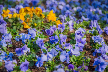 Pansies in a natural environment in the park.