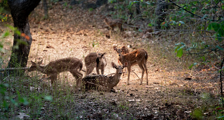 group of axis deer