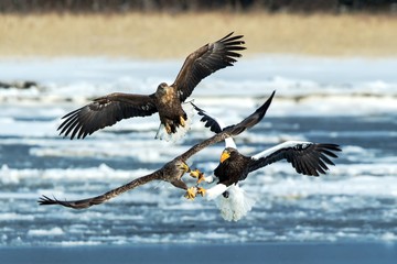 Steller's sea eagle and white-tailed eagle fighting over fish, Hokkaido, Japan, majestic sea raptors with big claws and beaks, wildlife scene from nature,birding adventure in Asia,birds in fight