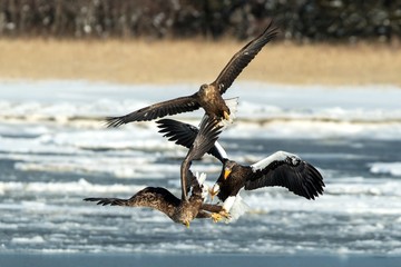 Steller's sea eagle and white-tailed eagle fighting over fish, Hokkaido, Japan, majestic sea raptors with big claws and beaks, wildlife scene from nature,birding adventure in Asia,birds in fight