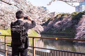 Fototapeta na wymiar cherry blossom at chidori ga fuchi, tokyo, japan