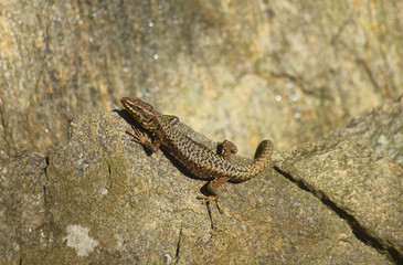 lizard on the rocks