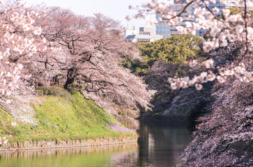 cherry blossom at chidori ga fuchi, tokyo, japan