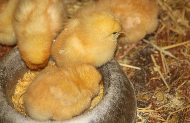 newborn chicks eating