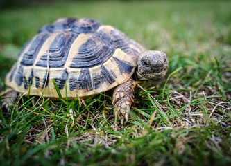 Griechische Landschildkröte auf Achse