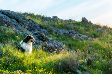Collie Dog in Mountains
