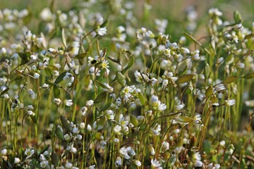 Frühlings-Hungerblümchen (Draba verna)