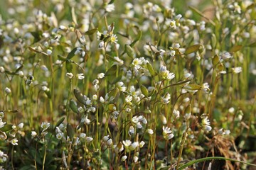 Frühlings-Hungerblümchen (Draba verna)