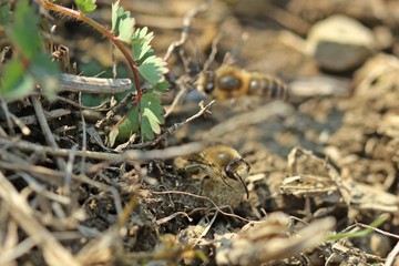 Männchen der Frühlings-Seidenbiene (Colletes cunicularius)