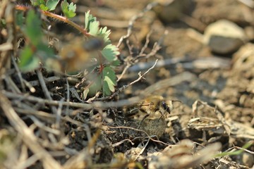 Männchen der Frühlings-Seidenbiene (Colletes cunicularius)
