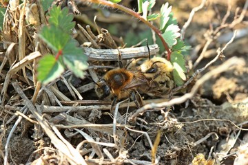 Paarung der Frühlings-Seidenbiene (Colletes cunicularius)