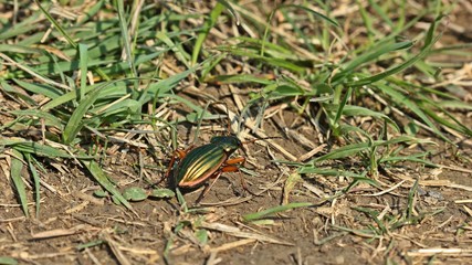Goldlaufkäfer oder Goldschmied (Carabus auratus)