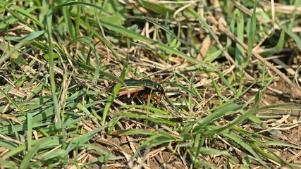 Goldlaufkäfer oder Goldschmied (Carabus auratus)