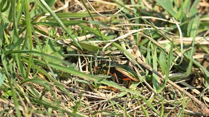 Goldlaufkäfer oder Goldschmied (Carabus auratus)
