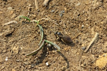 Weibliche Furchenbiene (Lasioglossum) auf Wanderweg am Dörnberg