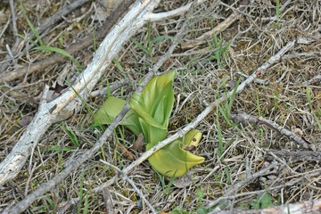 Bocks-Riemenzunge (Himantoglossum hircinum) am Dörnberg im April
