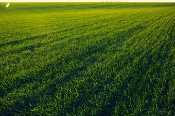 Obraz na płótnie Canvas Young sprouts are on the field at sunset. Green grass closeup.