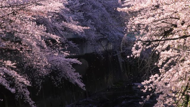 風に舞い散る神田川の桜