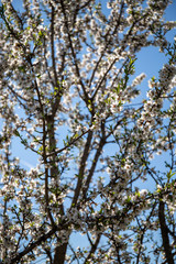Almond blossoms in springtime