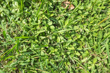 grassland texture background
