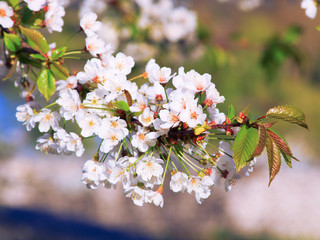 Pretty branch of white flowers in the countryside with sunlight. Closeup on a branch of cherry blossoms