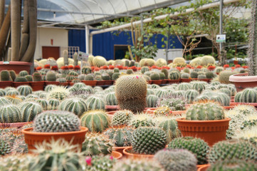 Selected focused on a group of small and colourful cactus planted in small plastic pots. The cactus will be used as indoor decoration. Sale to the customer as income for farmers.   