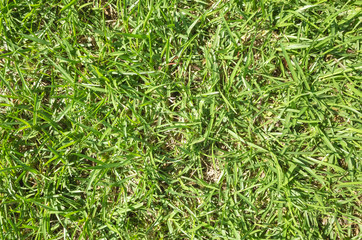 grassland texture background