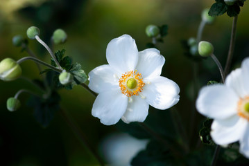 Obraz na płótnie Canvas White Japanese Anemone Flower