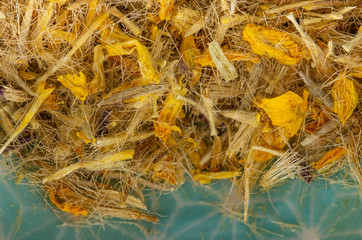 Arnikablüte getrocknete Heilkräuter, Detail Hintergrund Naturheilkunde