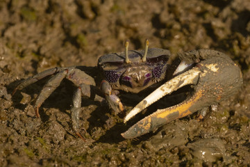 Winkerkrabbe