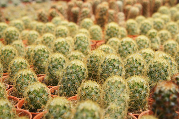 Selected focused on a group of small and colourful cactus planted in small plastic pots. The cactus will be used as indoor decoration. Sale to the customer as income for farmers.   