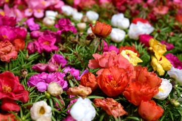 Multicolored flowers in garden