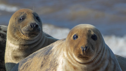 Naklejka premium Grey Seal resting on beach