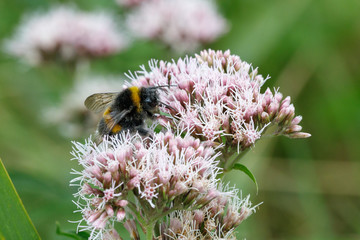 Dunkle Erdhummel