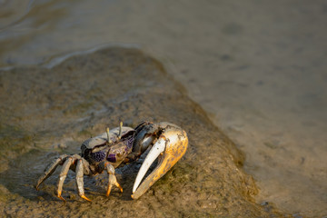 Winkerkrabbe