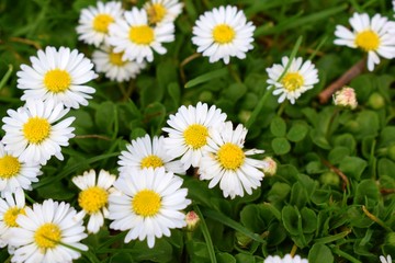 Daisies in lawn