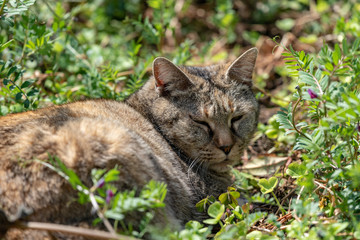 Naklejka na ściany i meble Stray cat sleeping in the grass, Brown tabby cat